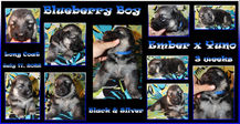 blueberry boy 3 wks. RESIZED.jpg