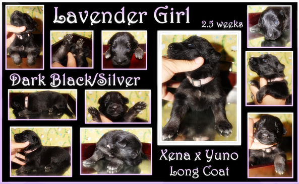 lavender girl 2.5 wks.JPG