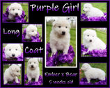 purple girl 5 weeks.JPG