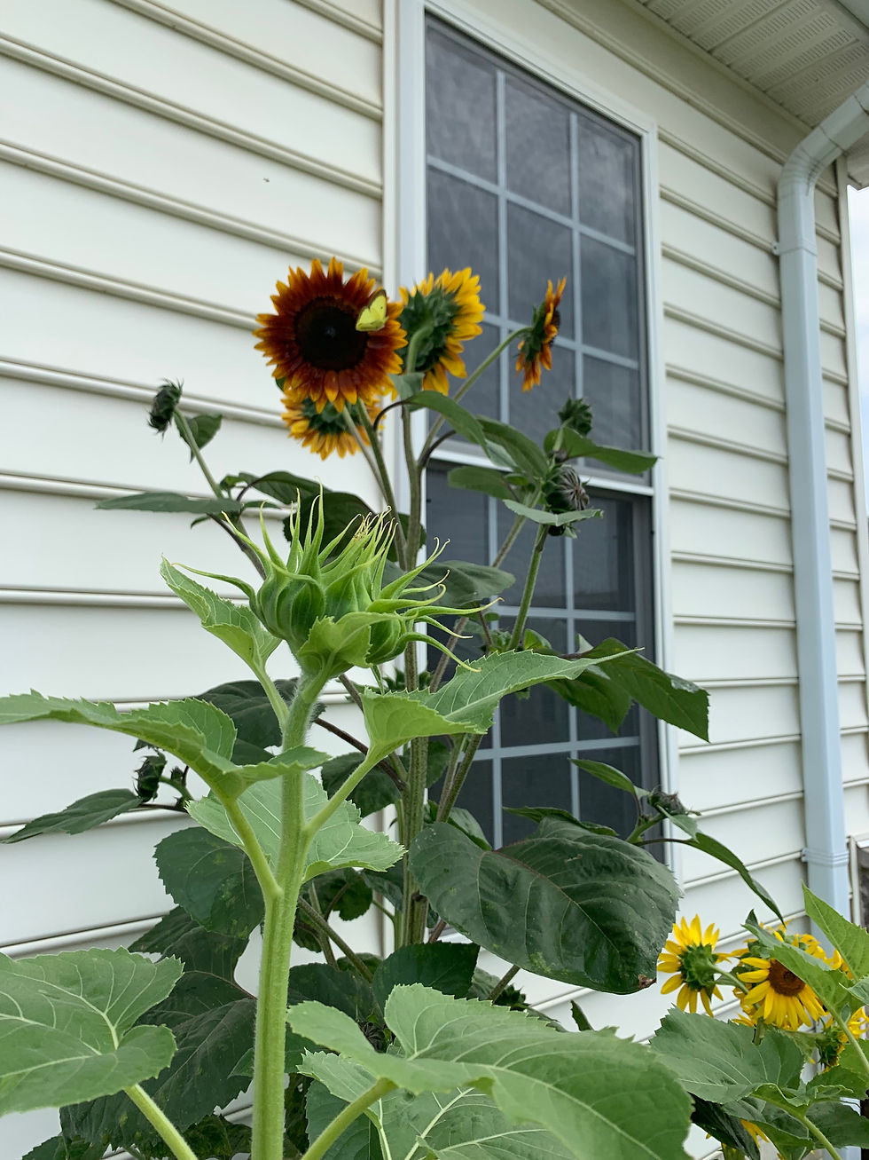 Thumbnail: The Sunflower Journal & Grow Kit