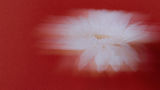 Pink Poppy Flowers