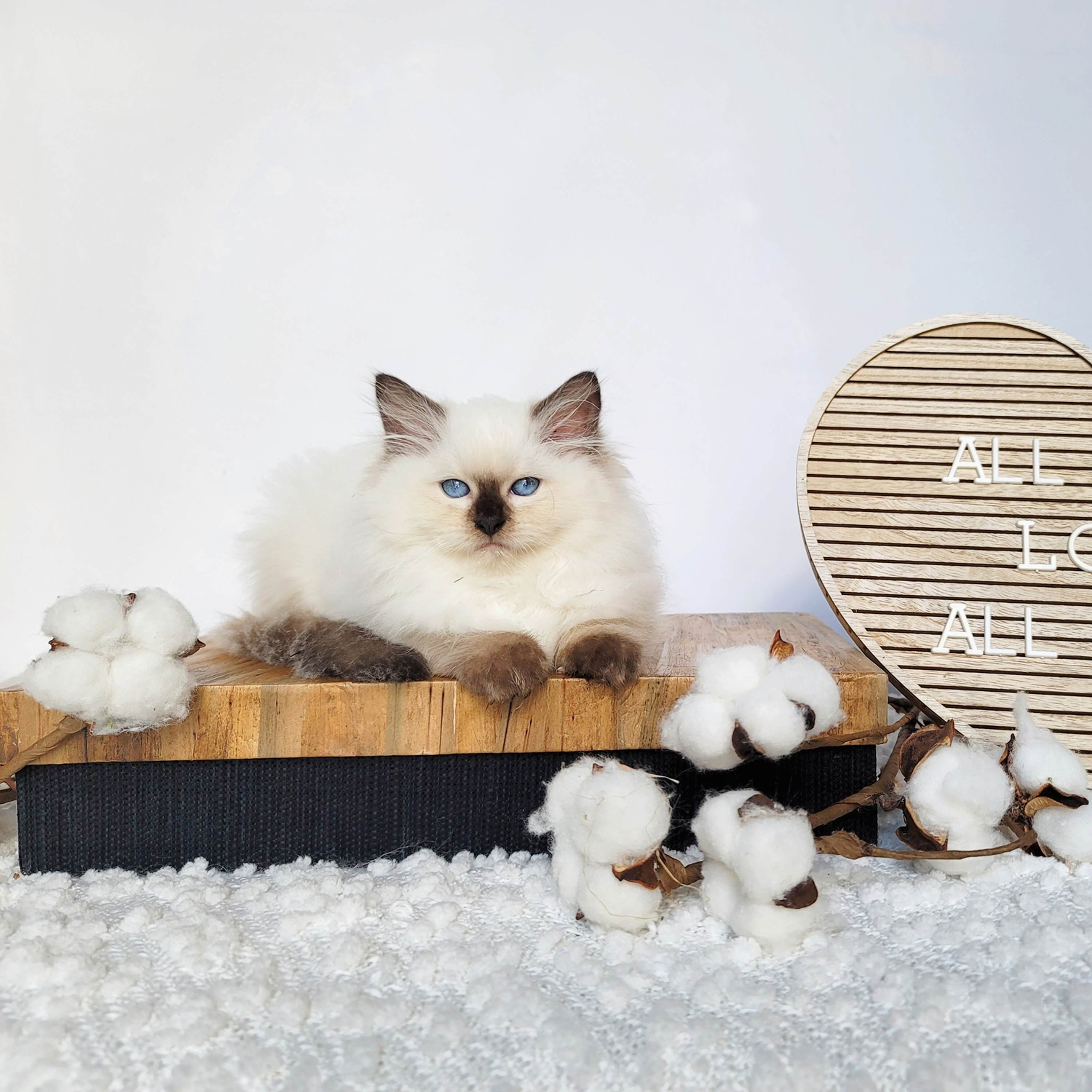 Colorpoint Ragdoll with dark face, ears, legs and tail