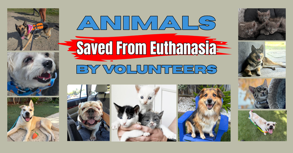 TAKE ACTION: Reinstate Fired SJACS Volunteer Leaders. Protect Lifesaving Advocacy.