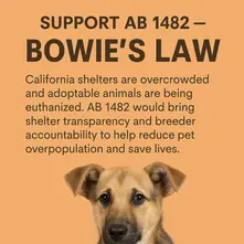 ACT NOW: California's Animals Need Your Voice - Support Bowie's Law (AB 1482)! 