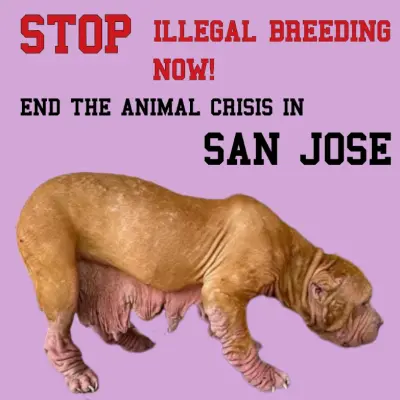 ACT NOW: San Jose's Animal Crisis Is Exploding--Stop Illegal Breeding Now! 