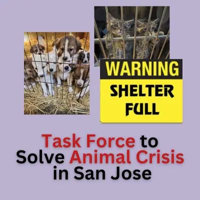 ACT NOW: Task Force to Address the Critical Issue of Animal Shelter Overpopulation in San Jose 