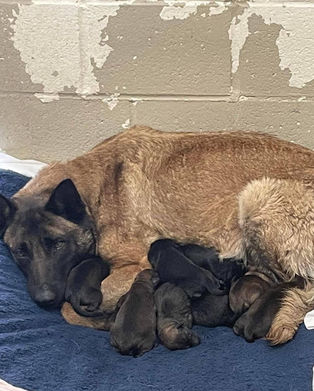 Pet euthanazia rates at a three year high