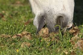 Pourquoi les chevaux mangent-ils les crottins d'autres chevaux ?