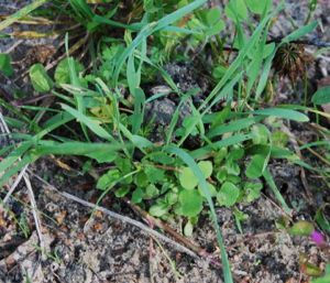 Thumbnail: kit flower seeds for bees