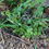 Thumbnail: kit flower seeds for bees