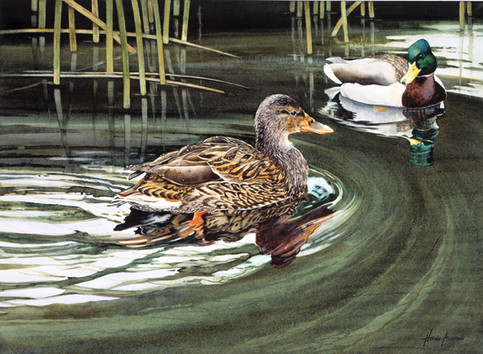 Ducks