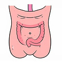 01_OberbauchFirefly_a comic depicition of the abdomen, like drawn for a school book, simpl