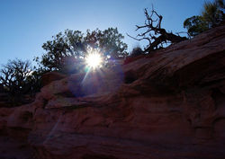 Sunlight Through a Tree