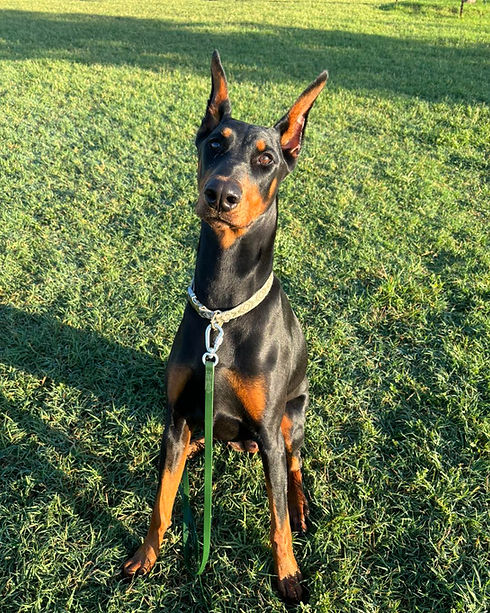 Ayra_doberman_dog.jpeg