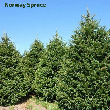 STANDARD_christmastrees_norway.jpg