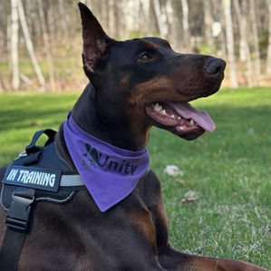 Unity Service Dogs - Psychiatric Service Dog