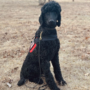 Black Standard Poodle Service Dog Sitting with vest on.