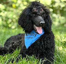 Psychiatric Service Dogs - Unity Service Dogs