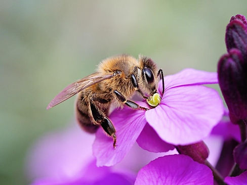 Honeybee.jpg