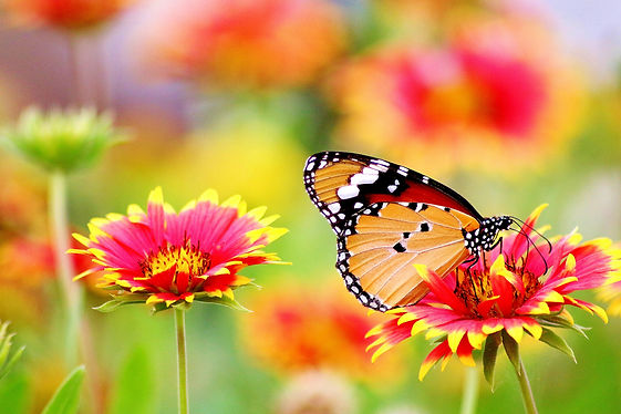 Butterfly.jpg