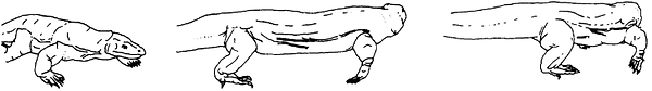 Komodo footplacement diagram.png