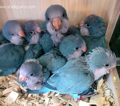 6-2025 Quaker Babies _ 1 .jpg