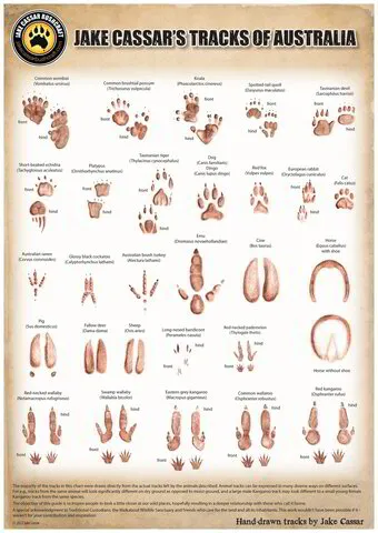 Jake Cassar Animal Track Chart