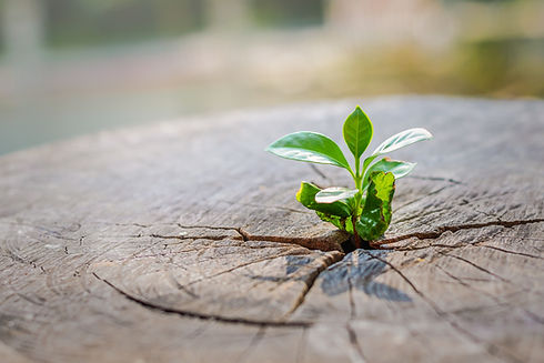 A strong seedling growing in the center trunk of cut stumps. tree ,Concept of support buil
