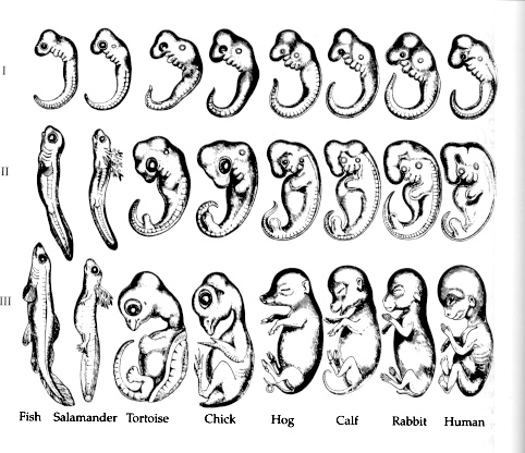 Figure 1 : les dessins de Haeckel