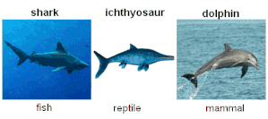 convergent evolution