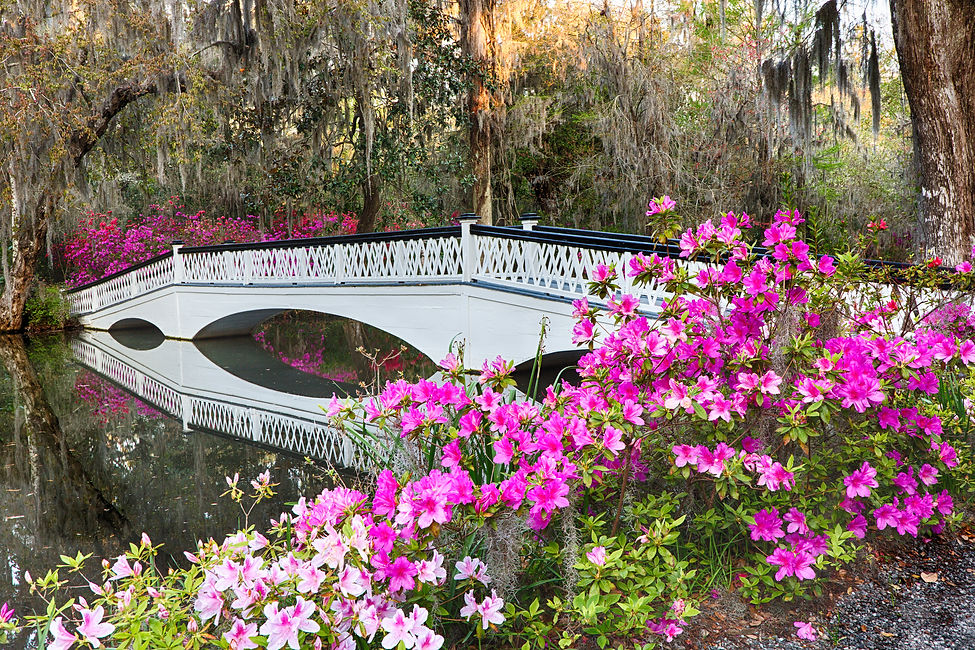 Magnolia Plantation.jpg