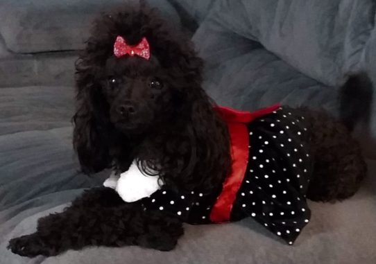 Carolina Mountain Toy Poodles logo