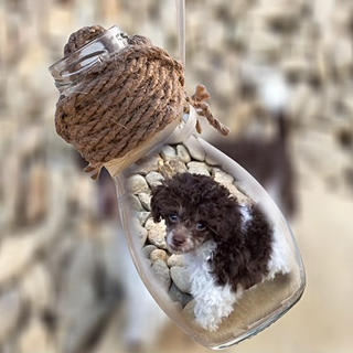 Writer: Carolina Mountain Toy Poodles