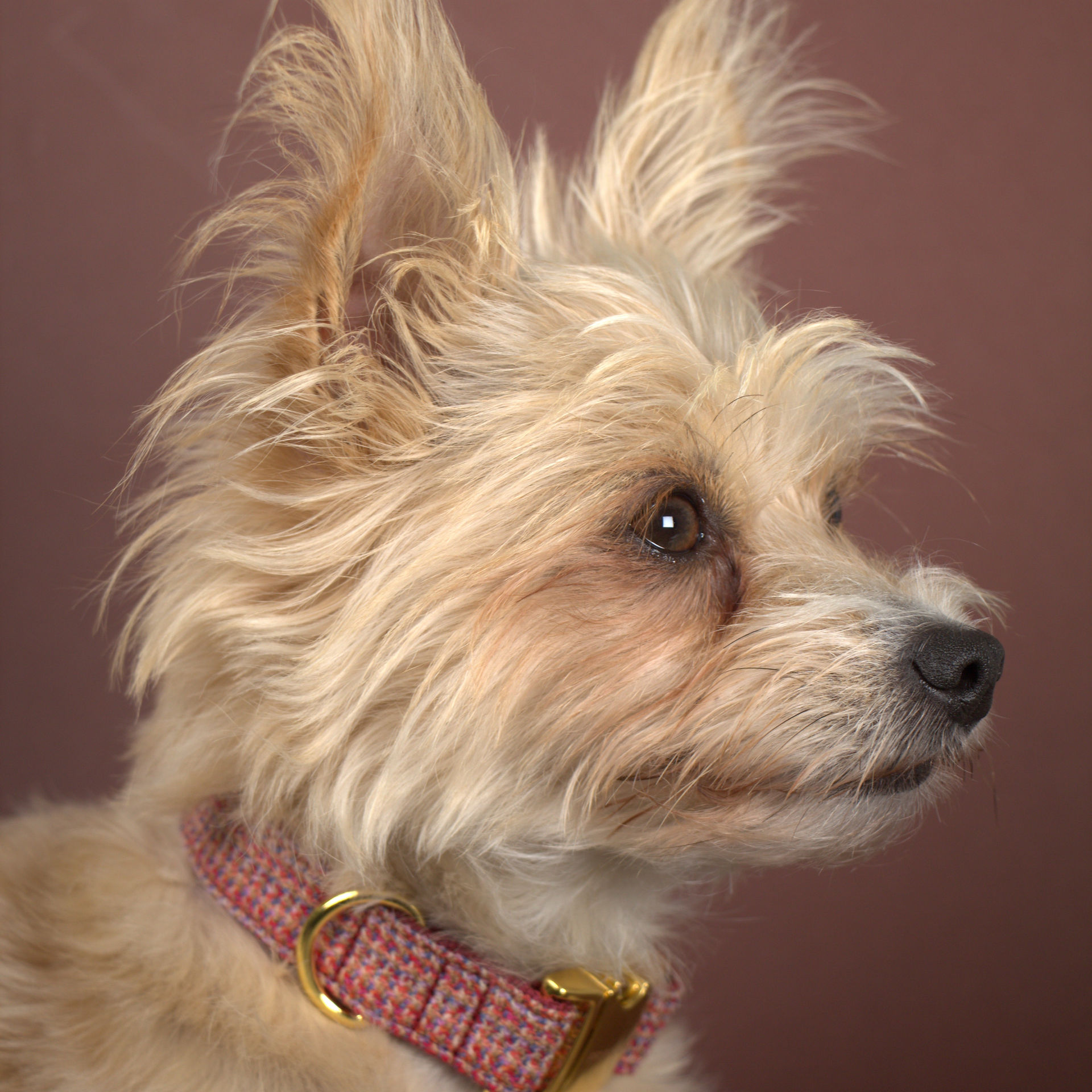 prunkhund77