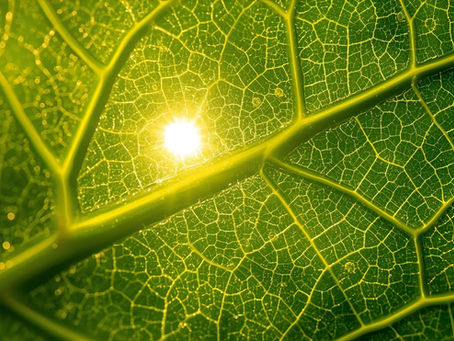 Fotosentez: Güneşin Enerjisiyle Karbonu Dizginleme Sanatı