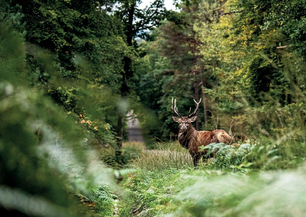 Forêt d'Ecouves_©Jean Pierre Guibout_club photo alencon(4).jpg