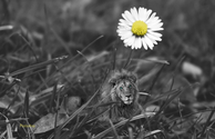 a tiny lion lying under a daisy