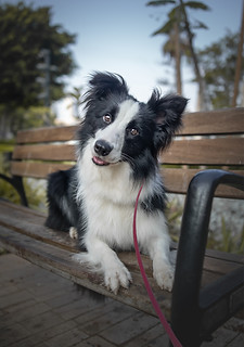מתוך הספר יללות ונביחות / ציפי הראל