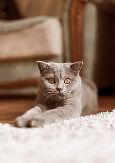 מתוך הספר יללות ונביחות / ציפי הראל