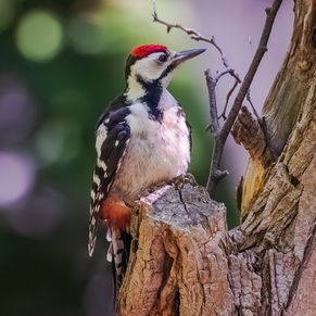 7月に観察した鳥のまとめ