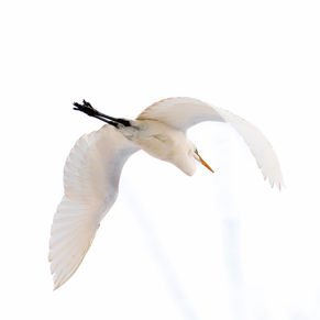 ダイサギとベニヒワ