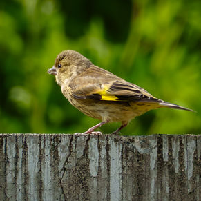 カワラヒワ幼鳥