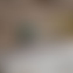 マガモがやってきた