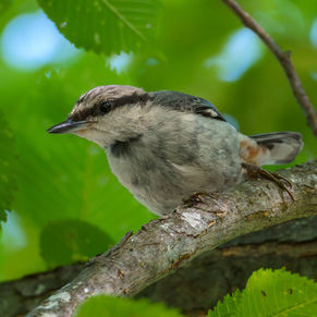 ゴジュウカラ幼鳥