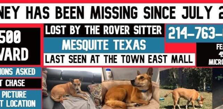 honey is still missing.jpg