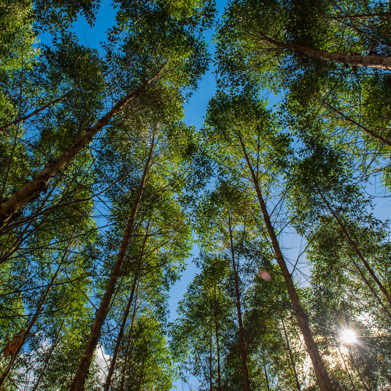 Cpr Verde Como Emitir