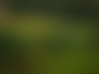 Quartier Village-Violennes : le cœur patrimonial de Bussy-Saint-Georges