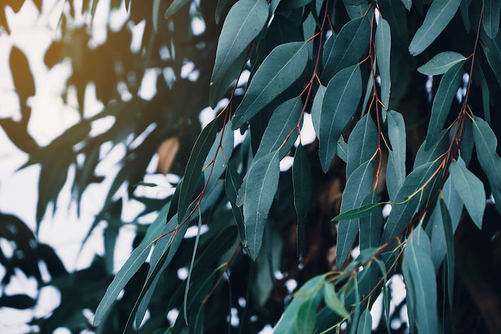 AdobeStock_445085375.jpeg