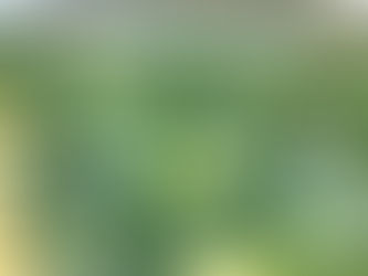 2026年3月27日(日)春キャベツ収穫&キムチづくり体験とごちそうキンパランチレポート