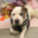 Buster.jpg